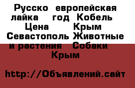 Русско- европейская лайка. 1 год. Кобель › Цена ­ 1 - Крым, Севастополь Животные и растения » Собаки   . Крым